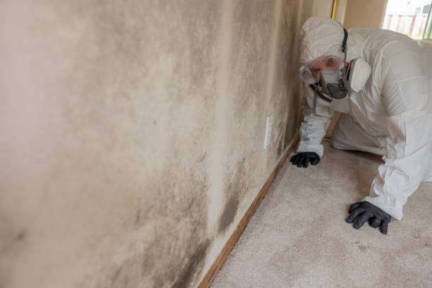 Best Real Estate Mold Inspection  in USA